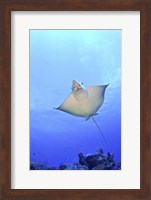 Framed Spotted Eagle Ray Glides over the Wall, Grand Cayman