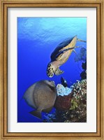 Framed Hawksbill Sea Turtle and Gray Angelfish