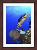 Framed Hawksbill Sea Turtle and Gray Angelfish