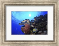 Framed Hawksbill Sea Turtle eating, Castle Wall, Grand Cayman