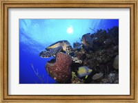 Framed Hawksbill Sea Turtle eating, Castle Wall, Grand Cayman