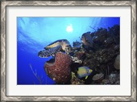 Framed Hawksbill Sea Turtle eating, Castle Wall, Grand Cayman