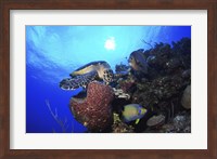 Framed Hawksbill Sea Turtle eating, Castle Wall, Grand Cayman