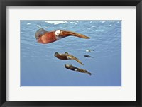 Framed Reef Squid, USS Kittiwake, Grand Cayman