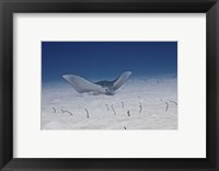 Framed Spotted Eagle Ray
