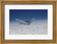 Framed Spotted Eagle Ray