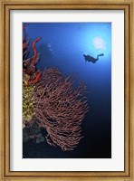 Framed Gorgonian sea fan, Cayman Islands