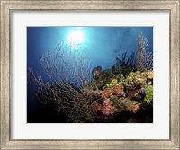Framed Gorgonian Sea Fans on Cayman's North Wall, Grand Cayman