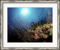 Framed Gorgonian Sea Fans on Cayman's North Wall, Grand Cayman