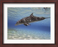 Framed Bottlenose dolphin swimming the Barrier Reef, Grand Cayman