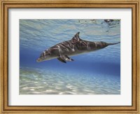 Framed Bottlenose dolphin swimming the Barrier Reef, Grand Cayman