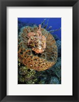 Framed Scorpionfish hiding in a barrel sponge