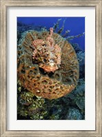 Framed Scorpionfish hiding in a barrel sponge