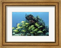 Framed Reefscape with school of striped grunts