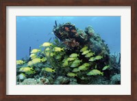 Framed Reefscape with school of striped grunts