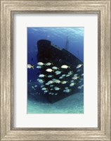Framed School of horse-eye jack fish swmming by the Ray of Hope shipwreck