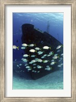 Framed School of horse-eye jack fish swmming by the Ray of Hope shipwreck
