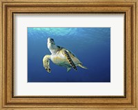 Framed Hawksbill sea turtle ascending, Nassau, The Bahamas