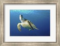 Framed Hawksbill sea turtle ascending, Nassau, The Bahamas