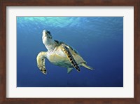 Framed Hawksbill sea turtle ascending, Nassau, The Bahamas