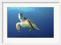 Framed Hawksbill sea turtle ascending, Nassau, The Bahamas