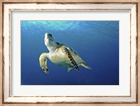 Framed Hawksbill sea turtle ascending, Nassau, The Bahamas