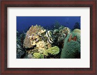 Framed Pair of banded butterflyfish roaming the reef, Nassau, The Bahamas