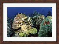 Framed Pair of banded butterflyfish roaming the reef, Nassau, The Bahamas