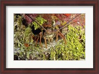 Framed Spiny lobster hiding in the reef, Nassau, The Bahamas