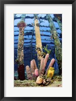 Framed Tube sponges on the Wreck of the Willaurie, Nassau, The Bahamas