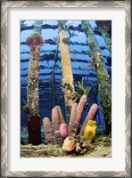 Framed Tube sponges on the Wreck of the Willaurie, Nassau, The Bahamas