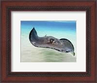 Framed Female Southern Atlantic Stingray, Grand Cayman