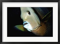 Framed Close-up view of a Gray Angelfish, Grand Cayman