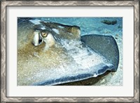 Framed Close-up view of a Female Southern Atlantic Stingray