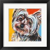 Sweet Yorkie II Framed Print