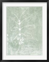 Framed Essential Botanicals I