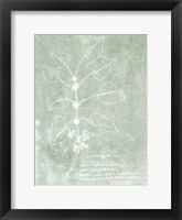 Framed Essential Botanicals I