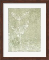 Framed Essential Botanicals IV