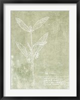 Framed Essential Botanicals IV