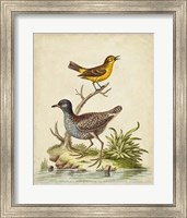 Framed Antique Bird Menagerie II