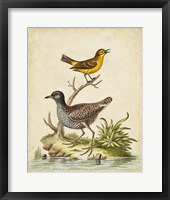 Antique Bird Menagerie II Framed Print