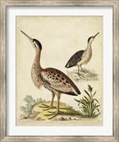 Framed Antique Bird Menagerie III