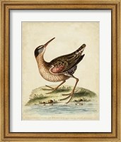 Framed Antique Bird Menagerie IV