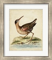 Framed Antique Bird Menagerie IV