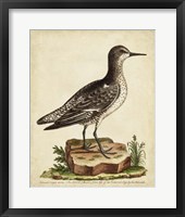 Antique Bird Menagerie V Framed Print