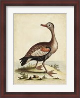 Framed Antique Bird Menagerie VI