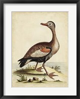 Framed Antique Bird Menagerie VI