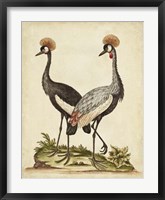 Framed Antique Bird Menagerie VII