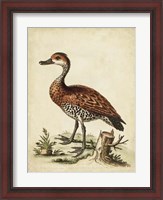 Framed Antique Bird Menagerie VIII
