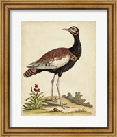 Framed Antique Bird Menagerie IX